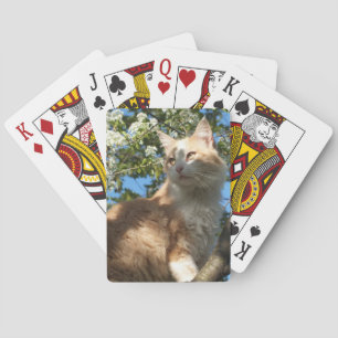 Gato Sahara en cartas de reproducción de árbol