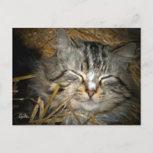 Gato salvaje durmiendo en la tarjeta postal de un
