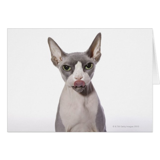 Gato Sfinx con la lengua fuera (Anverso (Horizontal))