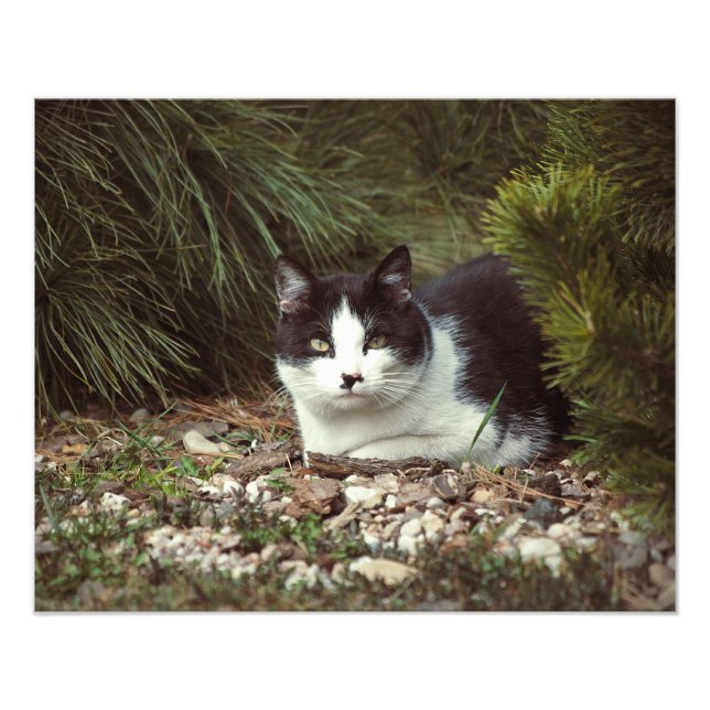 Gato Shorthair - Foto (Frente)