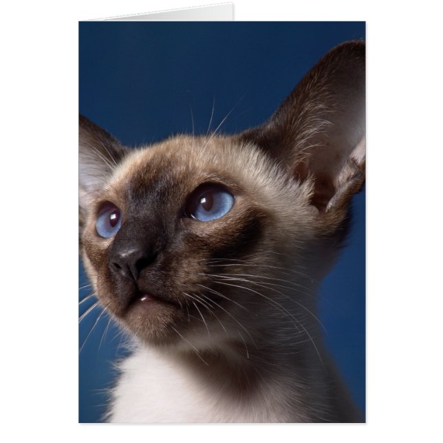 Gato siamés con los ojos azules (Frente)