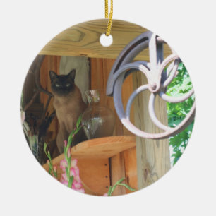 Gato Siamés En La Plataforma De Ornamento Animal
