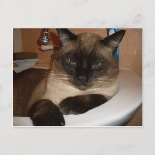 Gato siamés en postal rosada