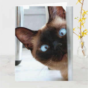 GATO SIAMÉS MIRANDO TARJETA DE FELIZ CUMPLEAÑOS