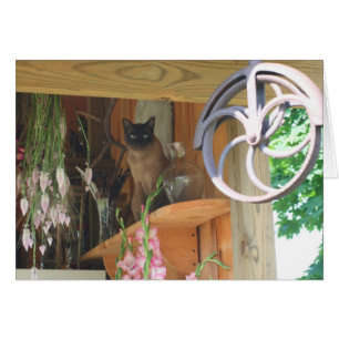 Gato siamés que presenta la tarjeta #2 de la