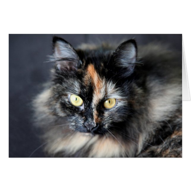 Gato siberiano (Anverso (Horizontal))