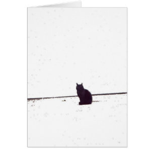 Gato solo