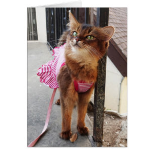 Gato somalí bonito en el vestido para la caída