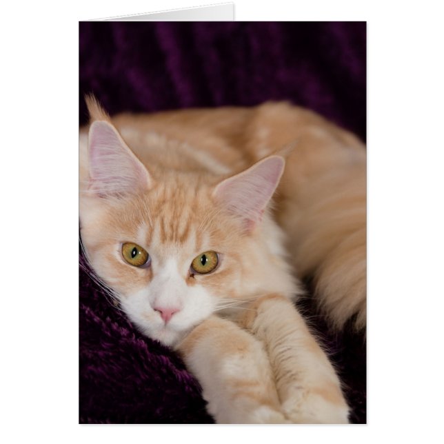 Gato somnoliento (Frente)