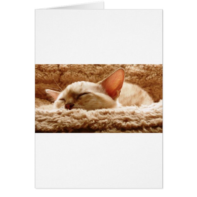 Gato somnoliento (Frente)