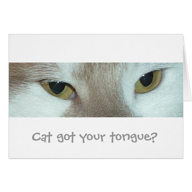 Gato Tabby Blanco y Naranja (Anverso (Horizontal))