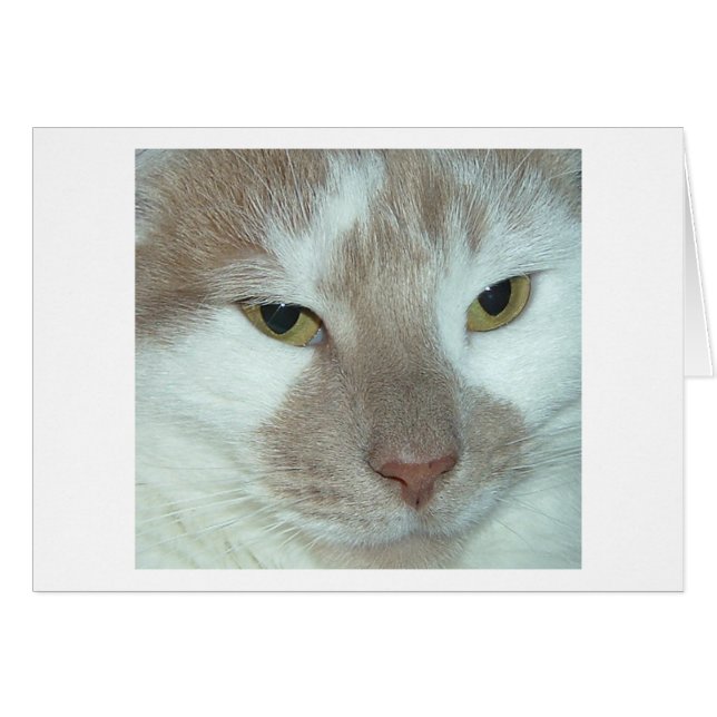 Gato Tabby Blanco y Naranja (Anverso (Horizontal))