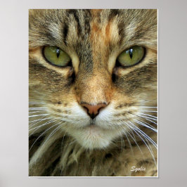 Gato Tabby Feral con Ojos Verdes Impresión de Retr