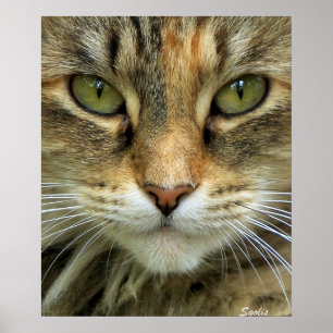Gato Tabby Feral con Ojos Verdes Impresión de Retr