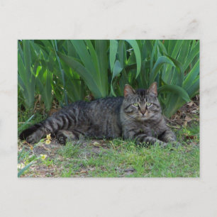 Gato Tabby Gris por Postales de Lirios