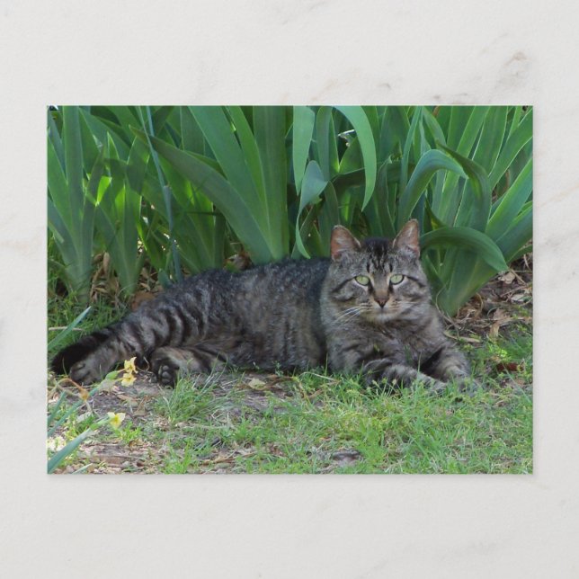 Gato Tabby Gris por Postales de Lirios (Anverso)