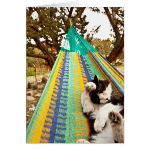Gato tendido en hamaca maya mexicana
