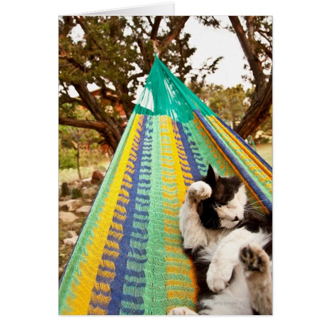 Gato tendido en hamaca maya mexicana (Frente)