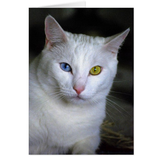 Gato turco del angora con los ojos unidos mal (Frente)