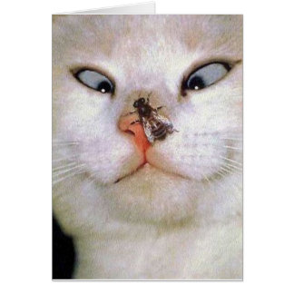 Gato y abeja/toda la ocasión