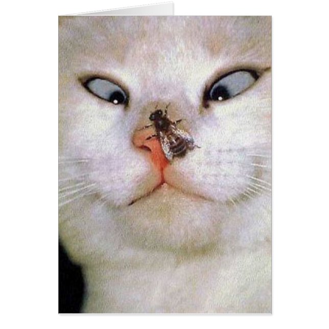 Gato y abeja/toda la ocasión (Frente)