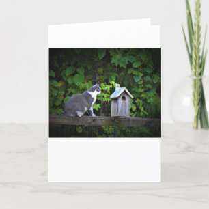 Gato y Aves, tarjeta