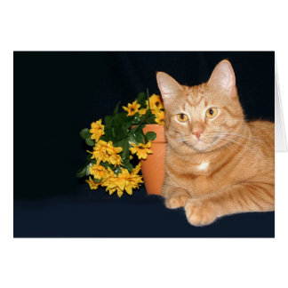 Gato y flores