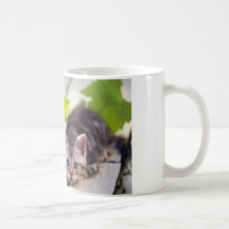 Gato y taza de los mejores amigos del conejito