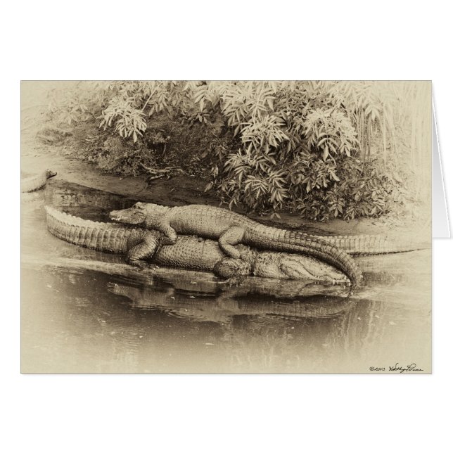 Gator Back Ride (Anverso (Horizontal))