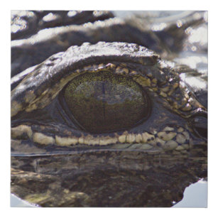 Gator Gaze: Impresión de lienzo de ojos de lagarto