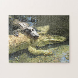 Gator Leucista y el rompecabezas de amigos