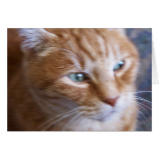 gatos 002