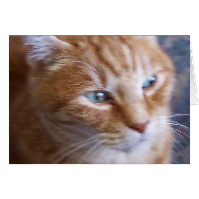 gatos 002 (Anverso (Horizontal))