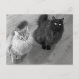 gatos b n w postal