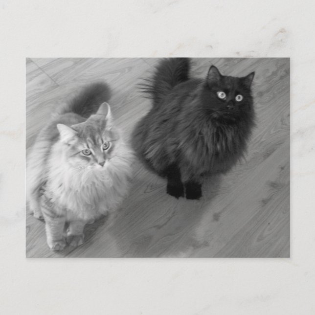 gatos b n w postal (Anverso)