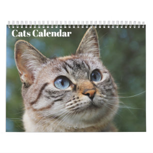 Gatos Bengalí Calendario 2027