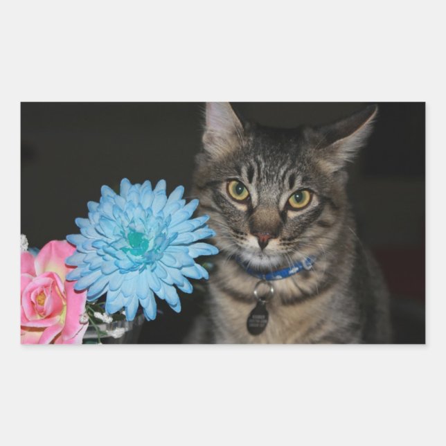 Gatos con Pegatinas de flores (Anverso)