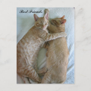 Gatos cortos durmiendo Mejor tarjeta de amigos