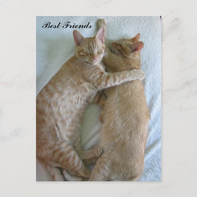 Gatos cortos durmiendo Mejor tarjeta de amigos (Anverso)