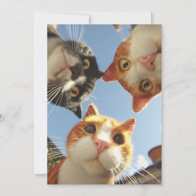 Gatos curiosos mirando hacia abajo (Anverso)