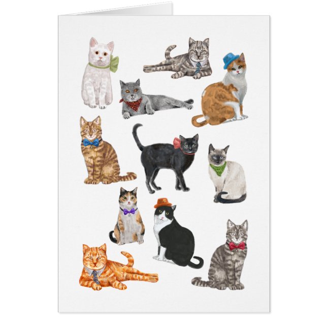Gatos Dapper (Frente)
