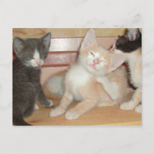 Gatos de carne 10 postal