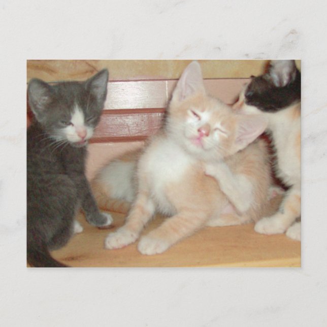 Gatos de carne 10 postal (Anverso)