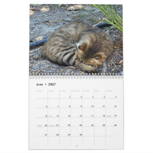 Gatos de Chipre por Calendario de Paphos Life