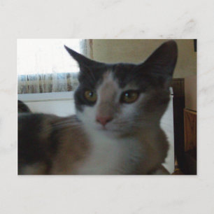 Gatos de vaca 25 postal