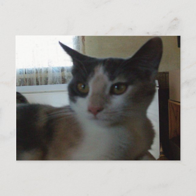 Gatos de vaca 25 postal (Anverso)