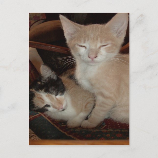 Gatos de vaca 28 postal (Anverso)