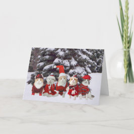 Gatos divertidos del gatito del navidad