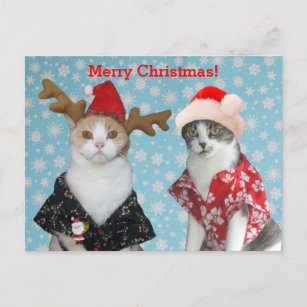 Gatos divertidos en camisetas hawaiano del navidad