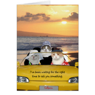 Gatos divertidos en la playa en una cita